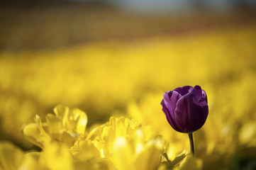 One purple tulip among row of yellow tulips - Powered by Adobe