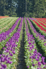 Tulip fields