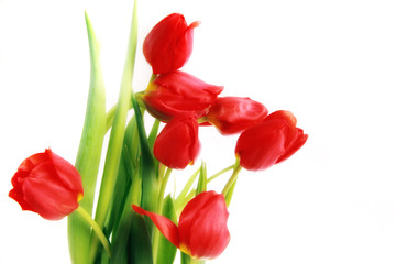 Rote Tulpe