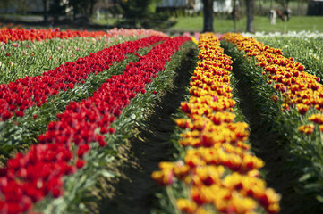 Tulip fields