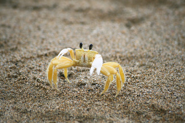 Crab