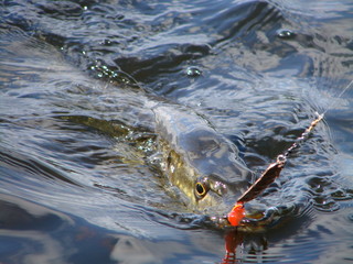 Pike on the hook