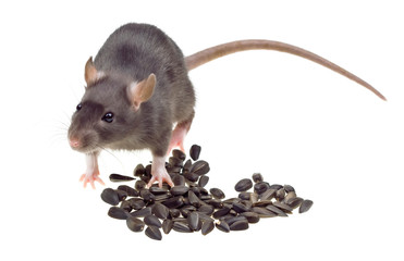 Funny rat eat sunflower seeds isolated on white