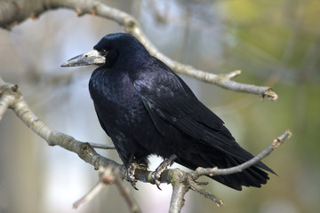 rook ( Corvus frugilegus) sitting on a branch - obrazy, fototapety, plakaty
