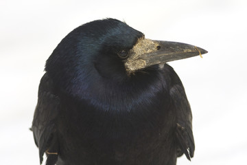 rook ( Corvus frugilegus) sitting on a branch