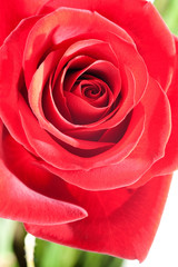 Rote Rose als Hintergrund und zur Dekoration