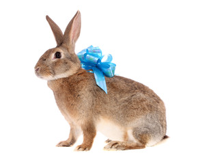 rabbit about a bow.