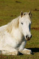 Fototapeta premium odpoczynek dla konia