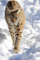 Luchs im Schnee