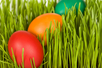 Colorful easter eggs in fresh grass