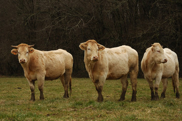 troupeau de vache