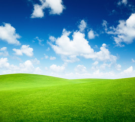 field of green grass and blue sky