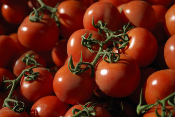 Close up macro shot of juicy cherry tomatoes