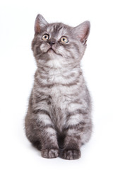 British kitten on white background