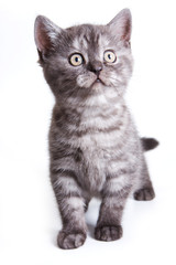 British kitten on white background