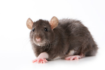 Small rat on white background