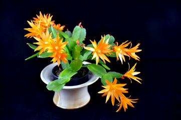 Osterkaktus hatiora hybrid
