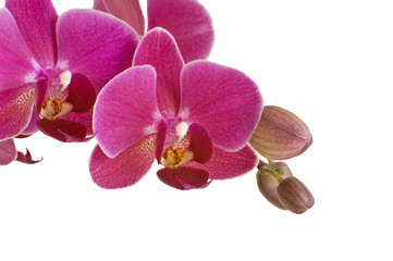 Orchidee
