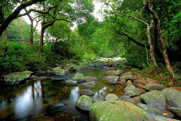 Obraz premium water spring in forest
