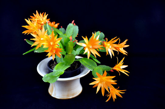 Osterkaktus hatiora hybrid