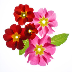 primula flowers on the white background.