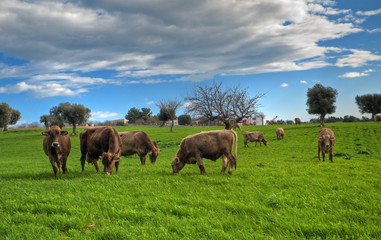 Naklejka na ściany i meble Cows grazing in apulian countryside.