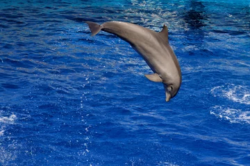Foto op Plexiglas Tursiops truncatus (delfino) © sirente