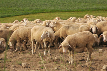 Obraz na płótnie Canvas Owiec, stada zwierząt