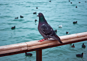 Pigeon