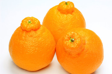 ponkan orange(dekopon)