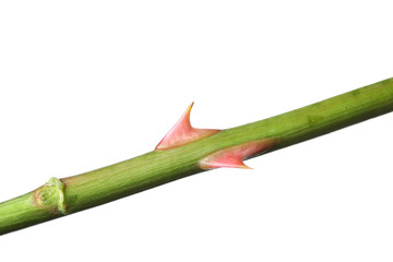 rose thorn on green stem