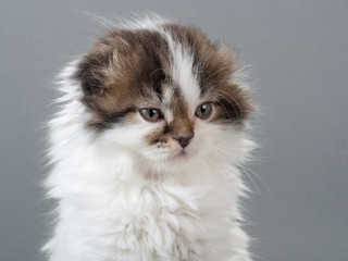 Male kitten scottish fold breed