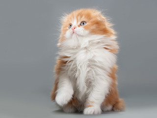 Male kitten scottish fold breed