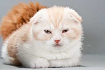 Male kitten scottish fold breed