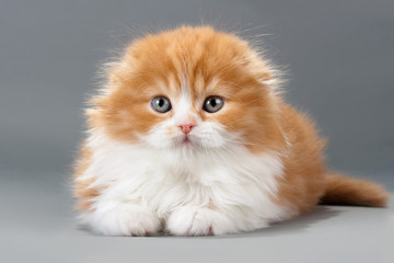 Male kitten scottish fold breed
