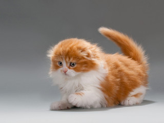 Hunter kitten scottish fold breed