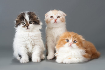 Male kitten scottish fold breed