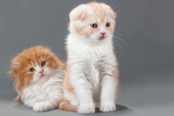 Fototapeta premium Kociak rasy Scottish Fold