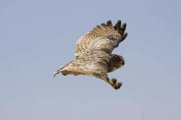 owl