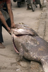 Napoleon wrasse, Stone Town, Zanzibar, Tanzania
