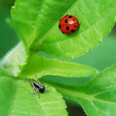 Grasshopper and ladybird
