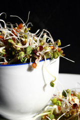 germes de radis noir