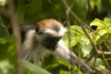 Red colobus, Jozani - Chwaka National Park, Zanzibar, Tanzania