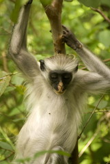 Red colobus, Jozani - Chwaka National Park, Zanzibar, Tanzania