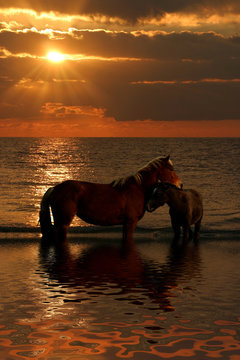 cavalli al tramonto