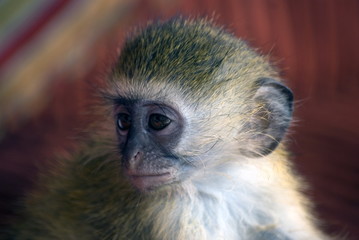 Sykes' monkey, Stone Town, Zanzibar, Tanzania