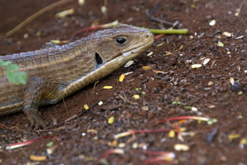 Lizard, Kiwengwa, Zanzibar, Tanzania