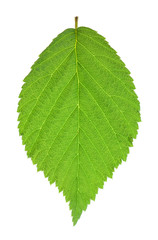 blackberry leaf