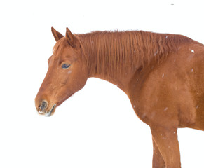 brown horse on snow background