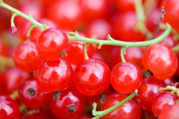 ripe red currant